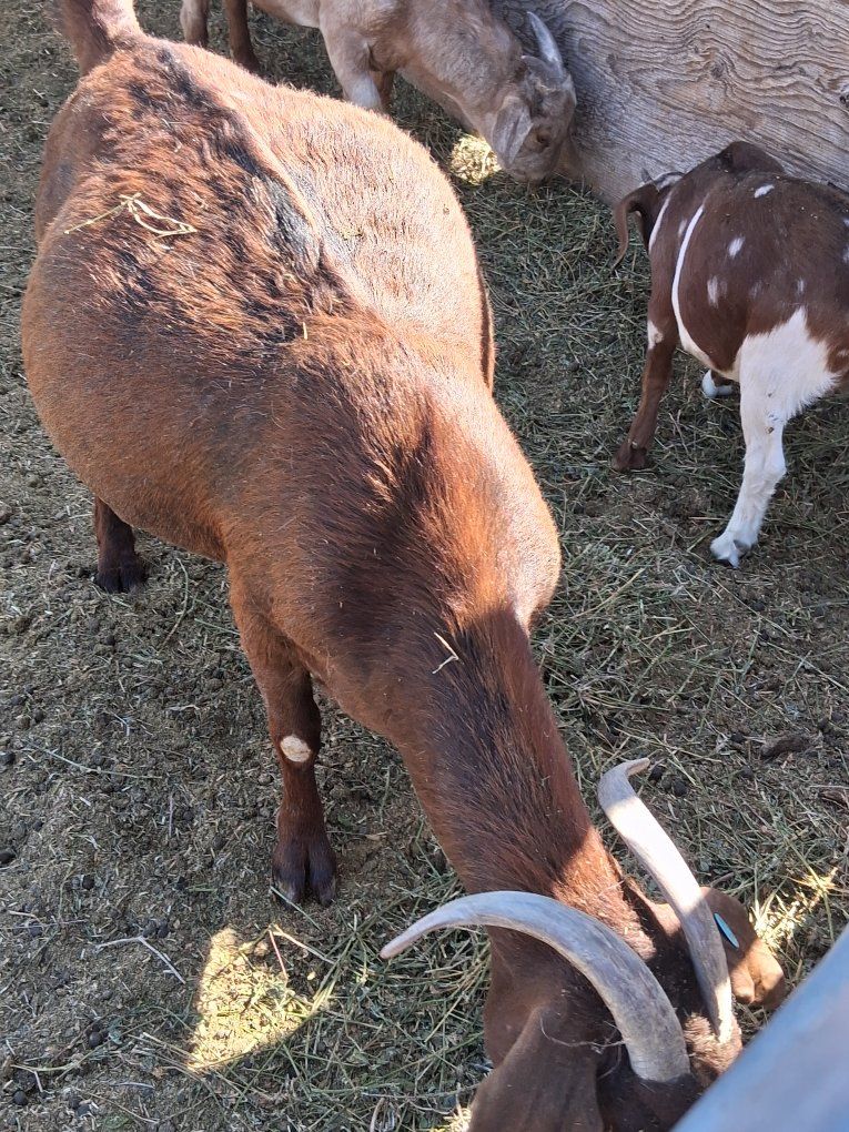 Adult Goat - Livestock - Farm Animal - Brown