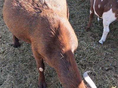 Adult Goat - Livestock - Farm Animal - Brown