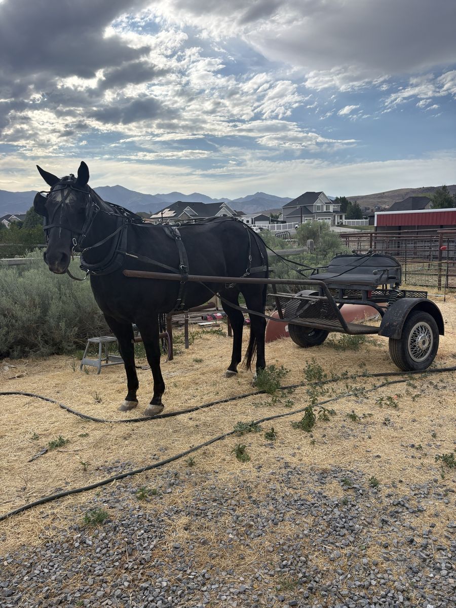 16.2 Quarter Horse gelding
