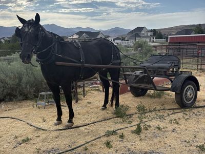 16.2 Quarter Horse gelding