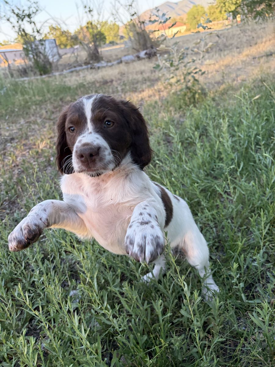 AKC Brittany (Spaniel) Puppies