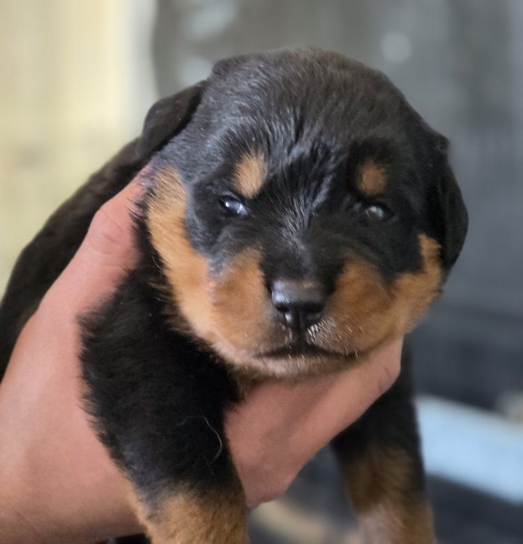 #1 Rated AKC German Rottweiler Puppies