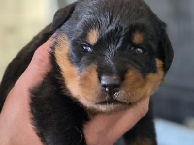 #1 Rated AKC German Rottweiler Puppies