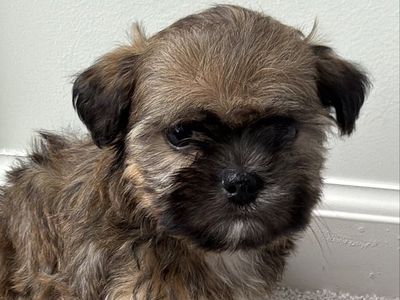 Tiny Hypoallergenic Shorkie Puppies — Vaccinated — $800