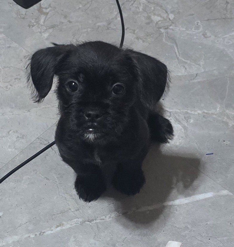 frenchie-poo