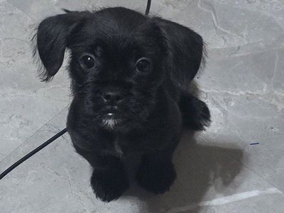 frenchie-poo