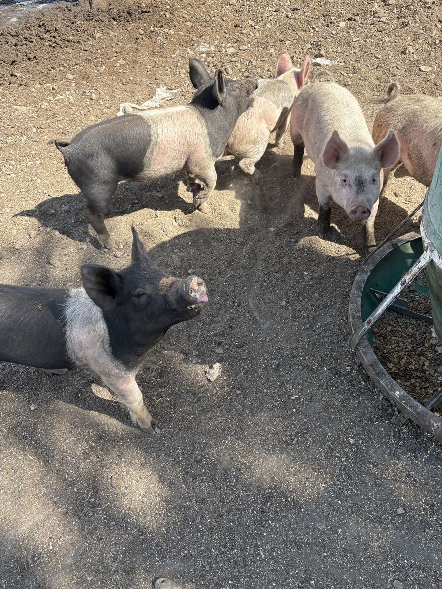 Feeder pigs