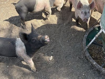 Feeder pigs