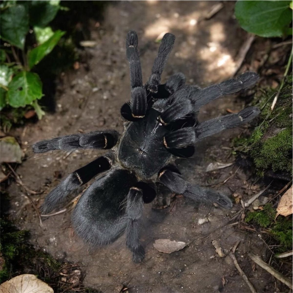 C. Minax Tarantula slings