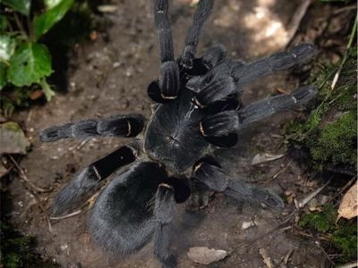 C. Minax Tarantula slings