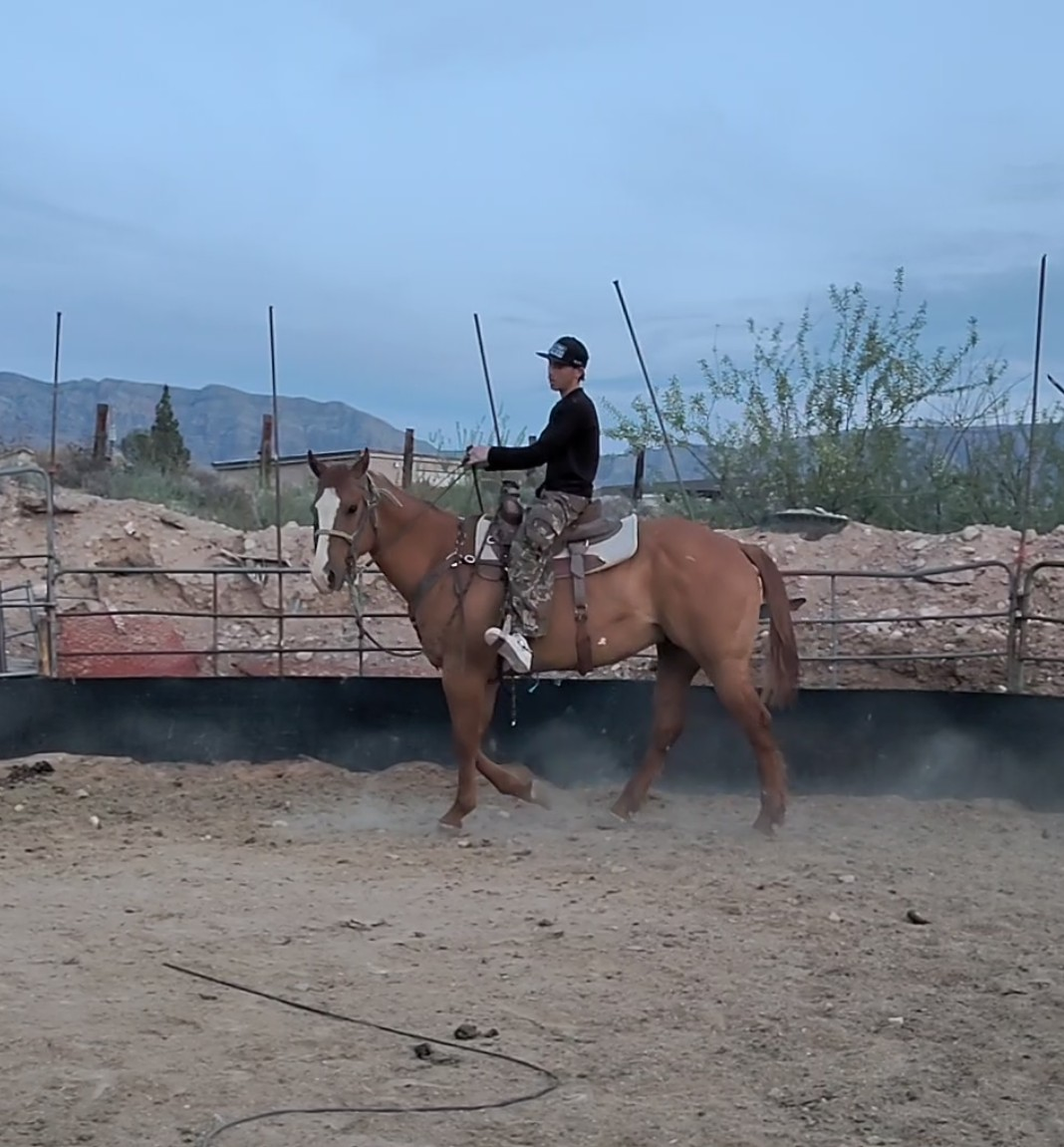 Big red dun gelding