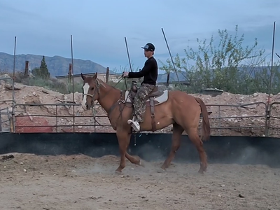 Big red dun gelding