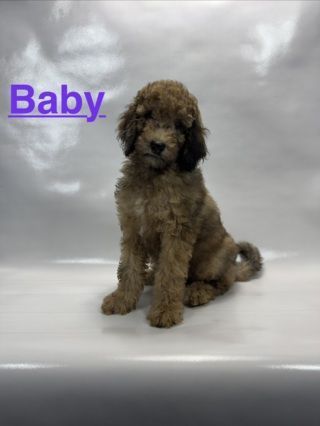 Chocolate Merle Female Goldendoodle