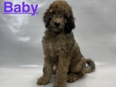 Chocolate Merle Female Goldendoodle