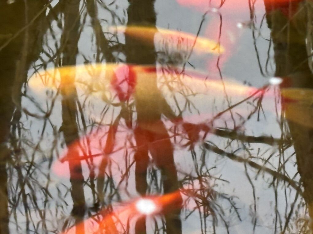 Live Large Koi/gold Fish For Sale