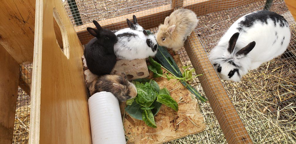 Lionhead Bunnies