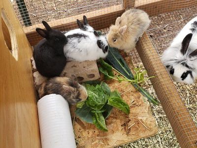 Lionhead Bunnies