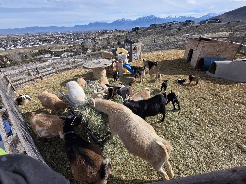 Trade: Nigerian Dwarf Does and Kids for Sheep
