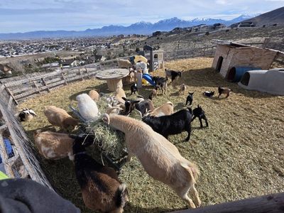 Trade: Nigerian Dwarf Does and Kids for Sheep