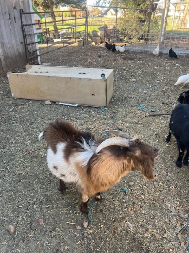 Nigerian Male Goat Buck
