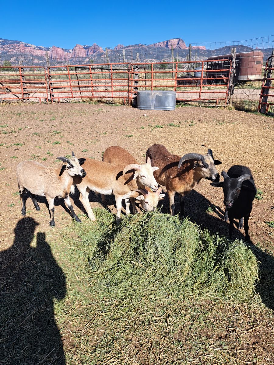 5 Barbados Black Belly Lambs