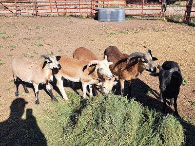 5 Barbados Black Belly Lambs