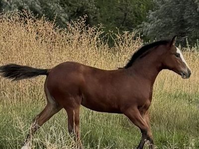 Yearling Filly