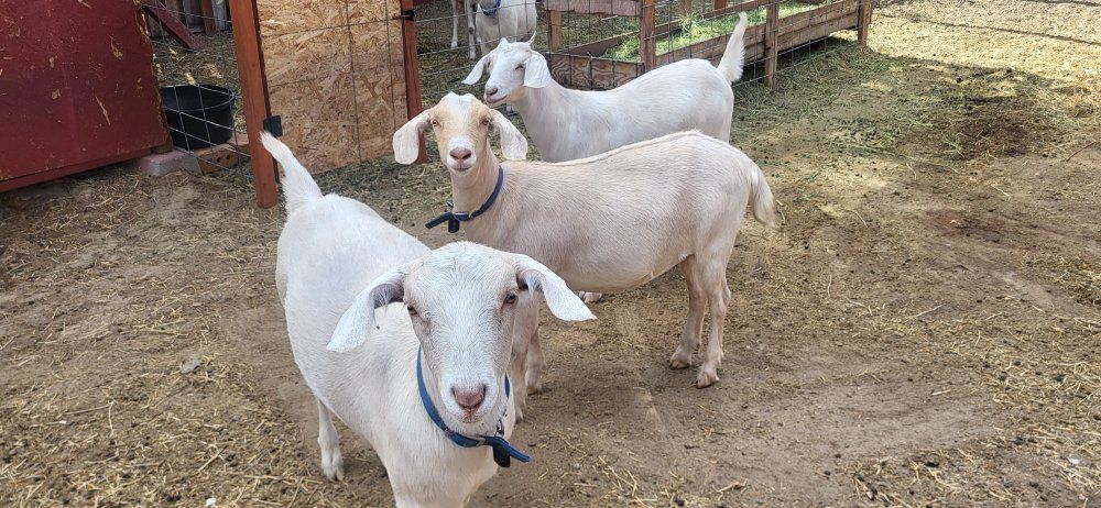 Saneen-Nubian Dairy Goats