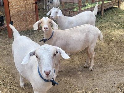 Saneen-Nubian Dairy Goats