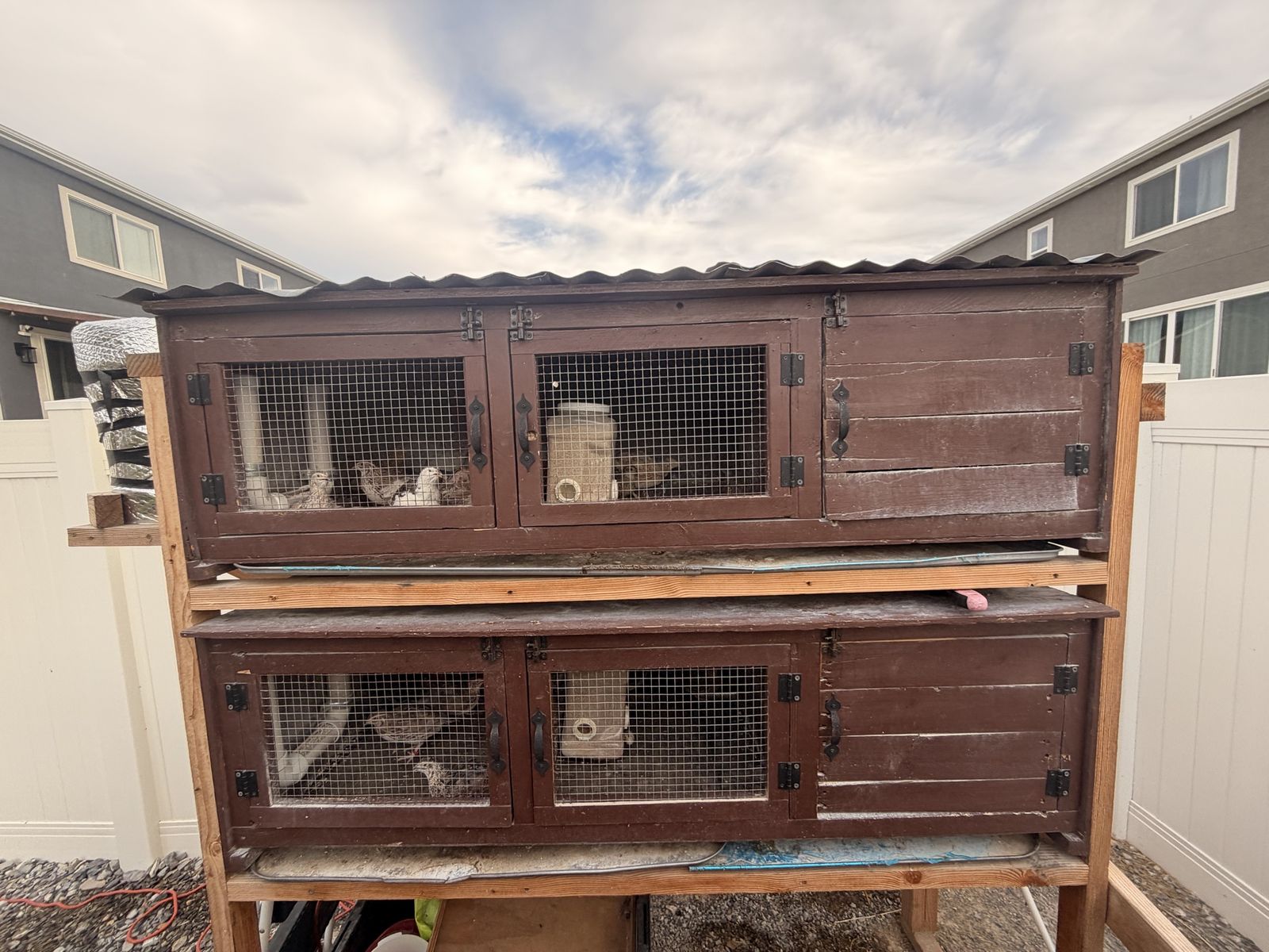 Complete Quail Setup – 22 Coturnix – Layers