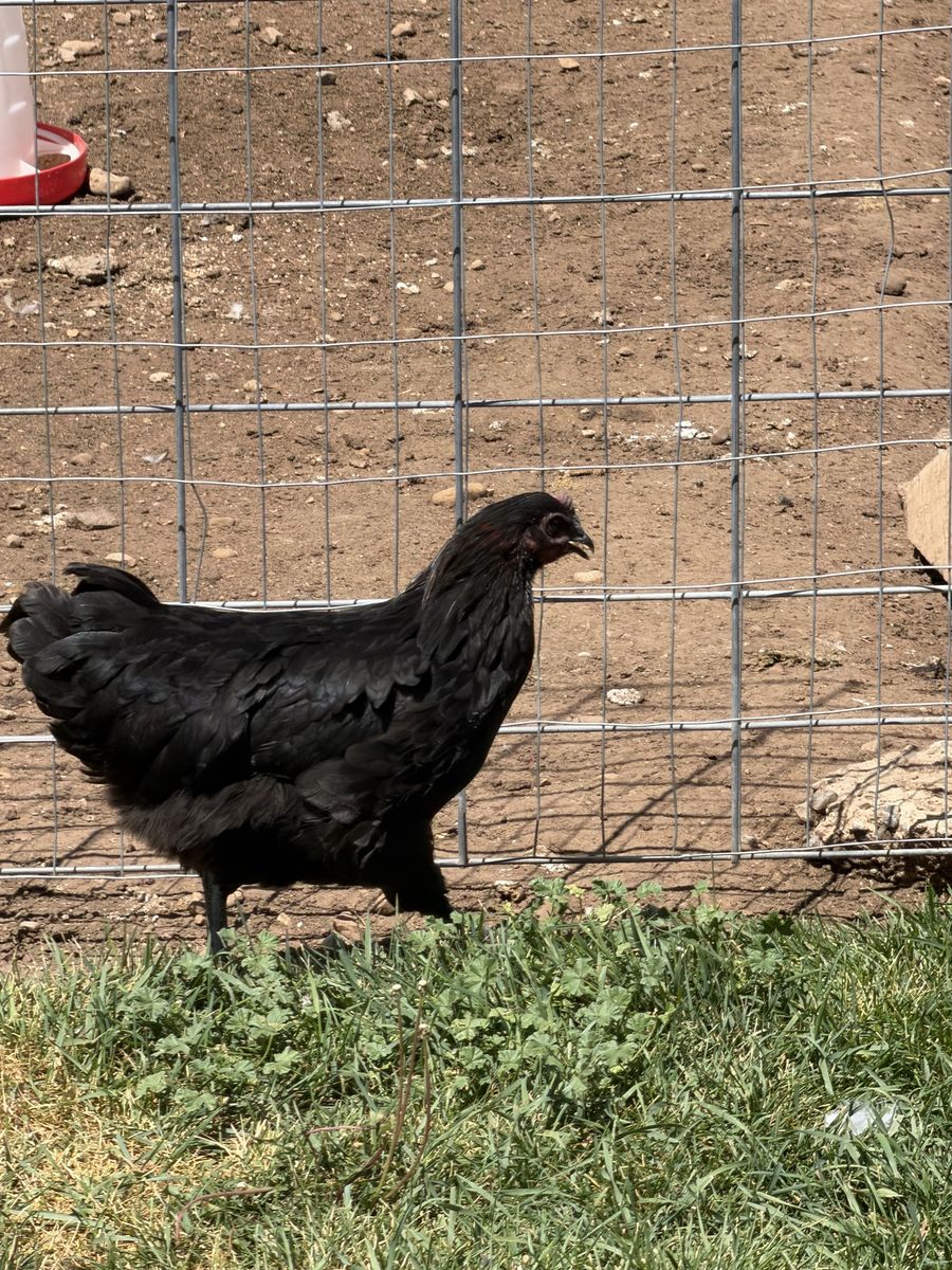 Black copper maran