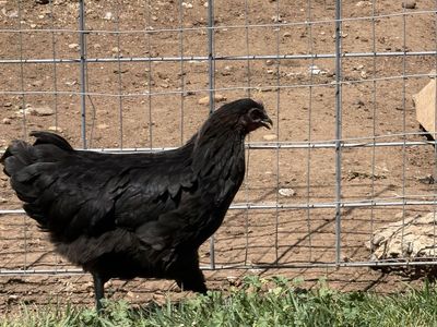 Black copper maran
