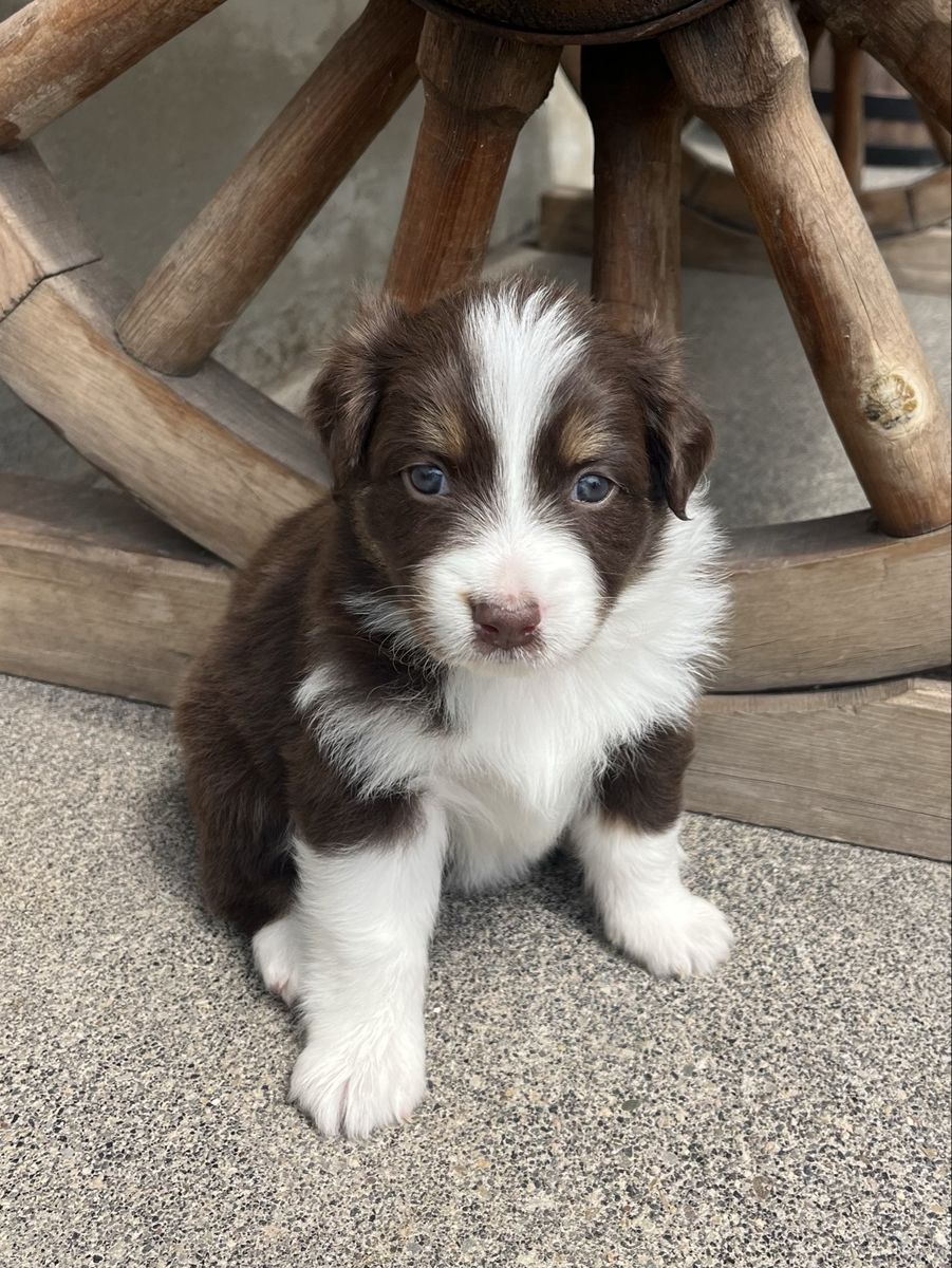 Australian Shepherd Puppies