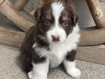 Australian Shepherd Puppies