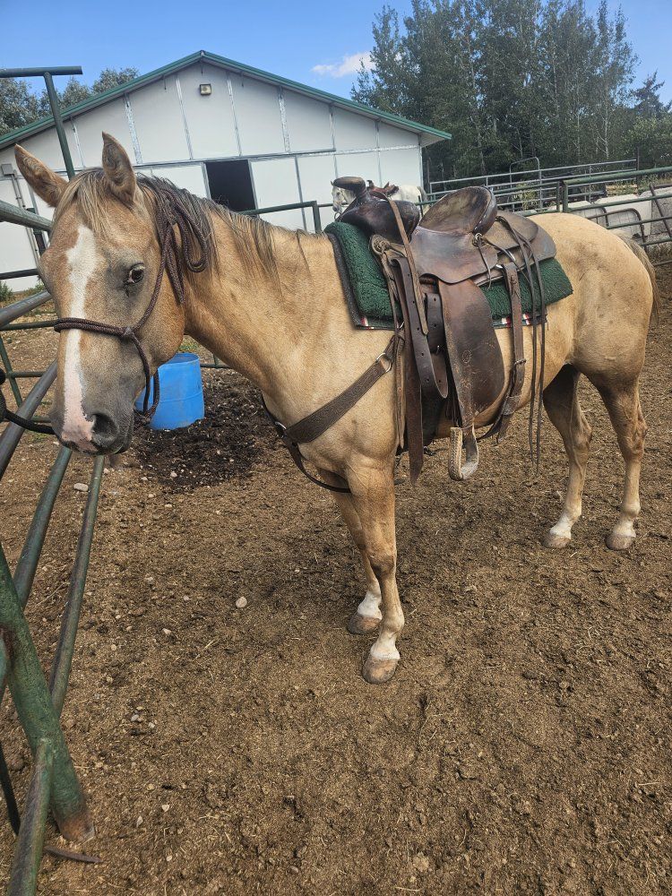 kids horse