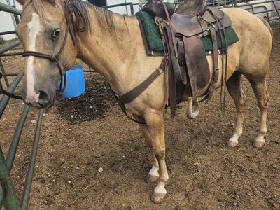 kids horse