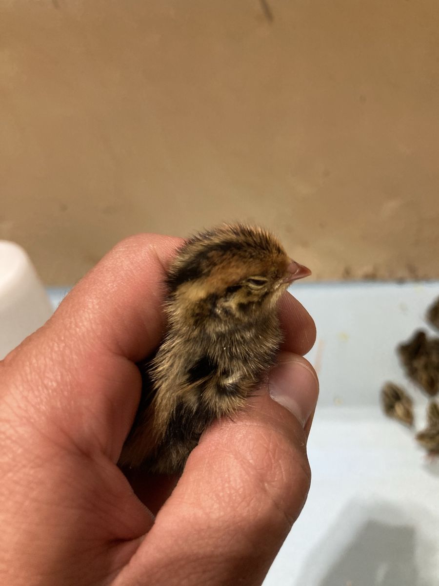 Coturnix Quail Chicks