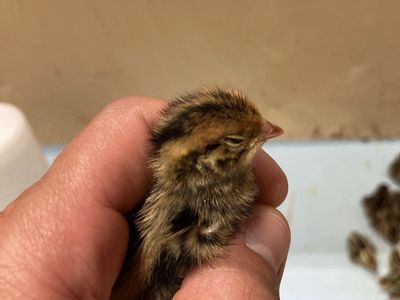 Coturnix Quail Chicks