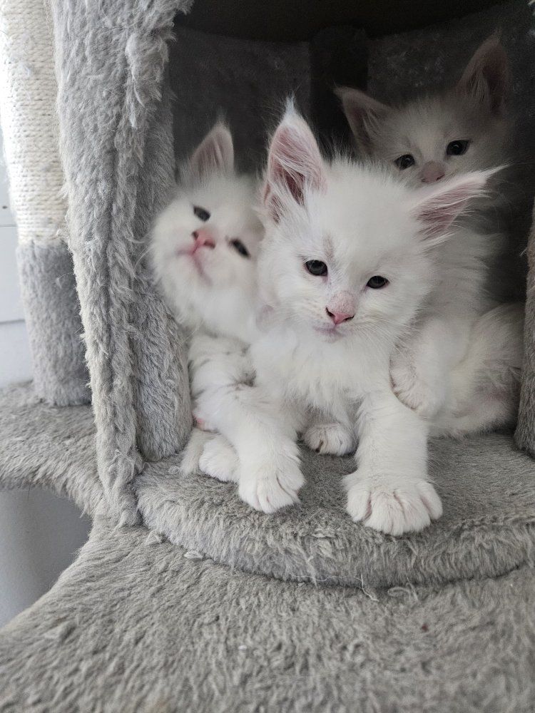 White Maine Coon Kittens