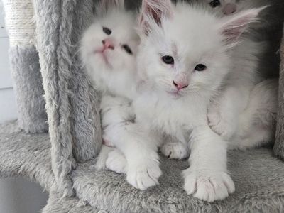 White Maine Coon Kittens