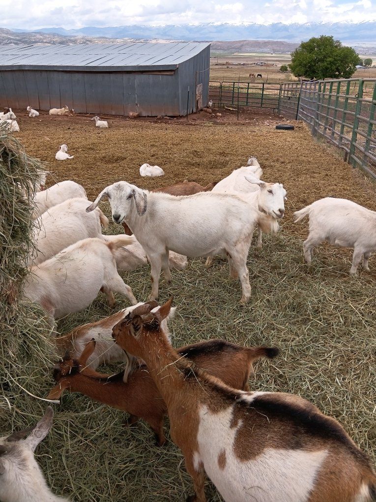 goats