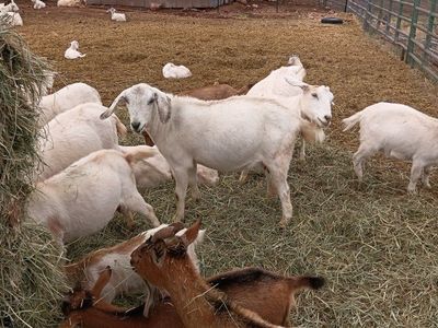 goats