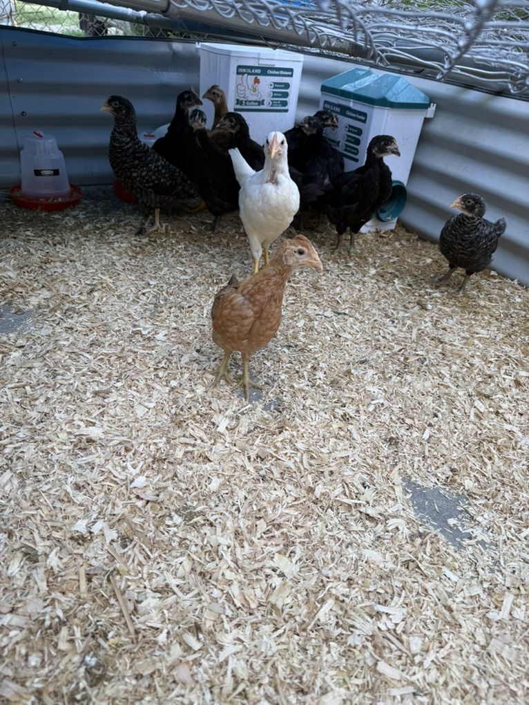 Beautiful Young Pullets & Chicks