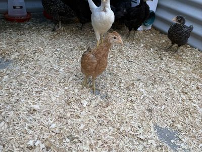 Beautiful Young Pullets & Chicks