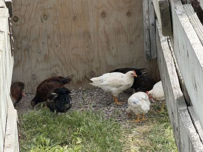 Farm Fresh Mixed-Breed Chickens For Sale 8-10 Weeks Old
