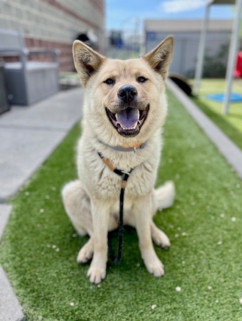 A161124 Miss Pancakes is Available for Adoption!