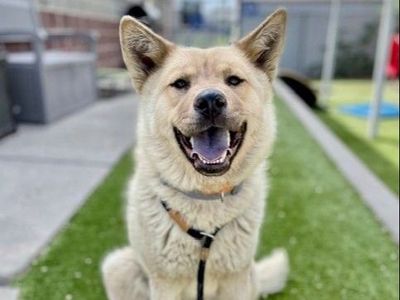A161124 Miss Pancakes is Available for Adoption!