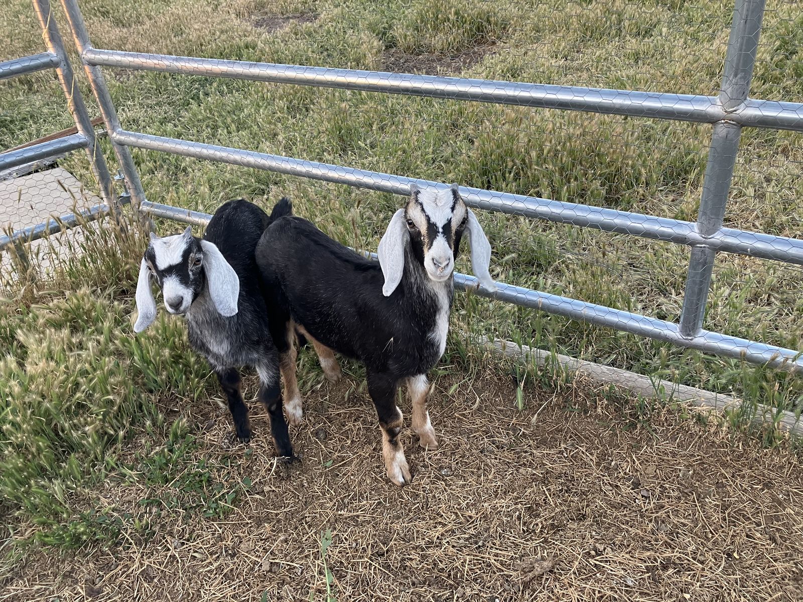 Pure Nubian Goat buckling and doelings
