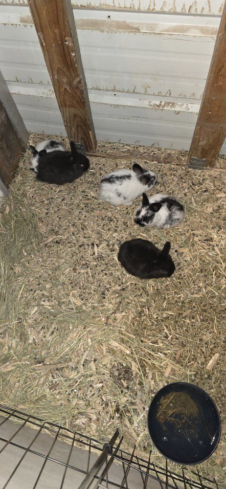 Netherland dwarf / mini lop rabbits (free)