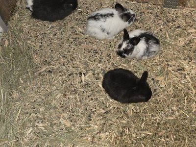 Netherland dwarf / mini lop rabbits (free)